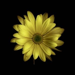 Meet your Posher, Perla & estrella